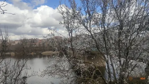 Zamora