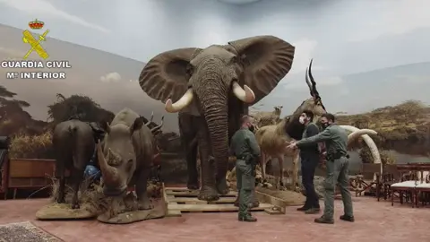 Animales disecados Guardia Civil