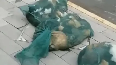 Gatos en lonas para ser sacrificados