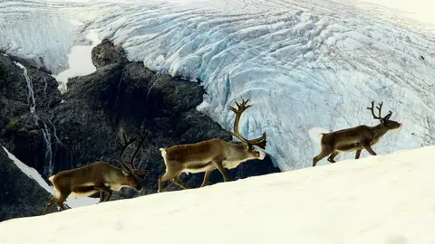 Exposición de Daniel Boyano "Animales del Mundo"