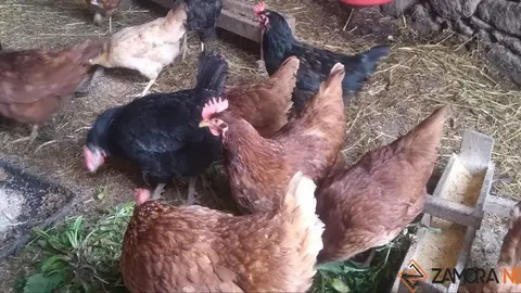 Pequeña explotación de gallinas