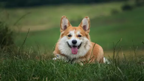 perro
