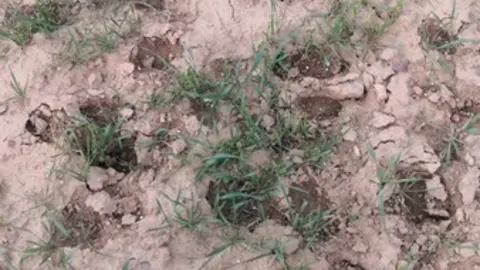 Pisadas de ciervos en una finca de Montamarta