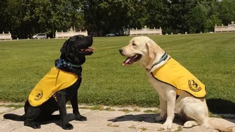 Foto Perros Guía con chaleco