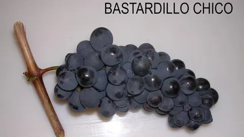 Uva variedad Bastardillo chico