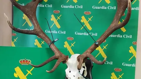 Trofeo de ciervo requisado y valorado en más de 11.000 euros. Fotografía: Guardia Civil