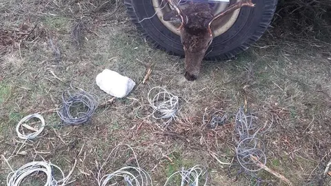 Imagen de los alambres y fauna dañada en Manzanal de Arriba. Fotografía: Delegación Territorial de la Junta en Zamora