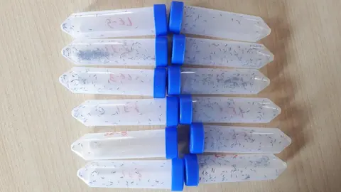 Nueva campaña de lucha contra la avispilla del castaño