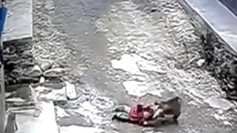 Mono intenta llevarse a niña