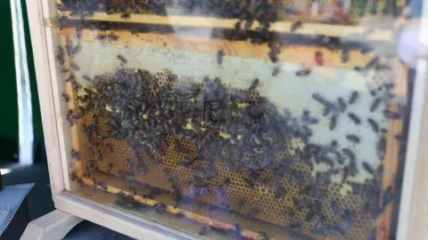 Muestra de Razas Autóctonas y Productos Alimentarios (1)