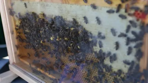 Muestra de Razas Autóctonas y Productos Alimentarios (2)