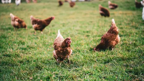 imagen de archivo gallinas