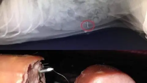 Asociación Salvando Vidas