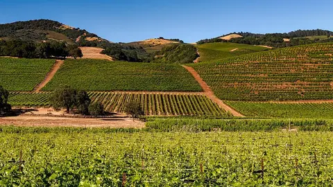 viñedos-1