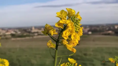 Primavera con Zamora de fondo