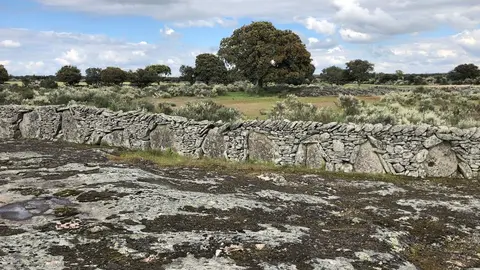 Cortineo en Sayago. Fotografía: JBG