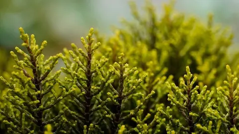 Uno de los arbustos retirados. Foto Facua