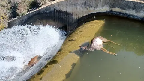 Animales en el canal