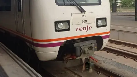 Ciervo arrollado por un tren