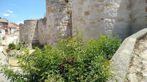 Imagen de archivo de las murallas de Zamora