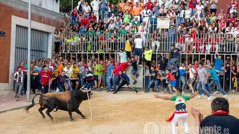 Toro enmaromado. Fotografía: Interbenavente