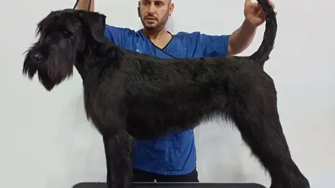 El zamorano David García en su trabajo como peluquero canino al frente de DG Can