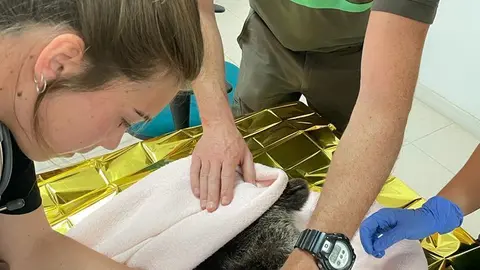 Un osezno es atendido por veterinarios y técnicos del Centro de Recuperación de Animales Silvestres