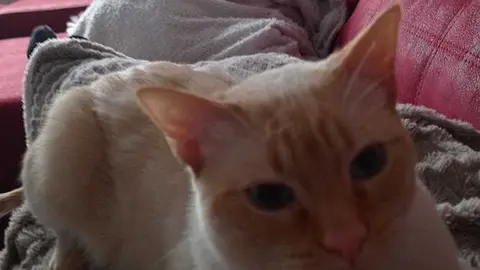 Cartel gato desaparecido en Toro