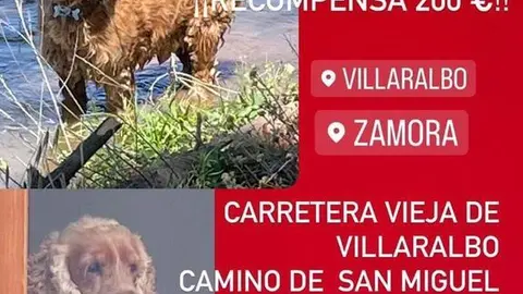 Cartel Polo, el cocker extraviado en Villaralbo