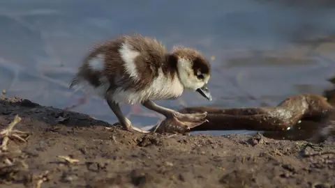 pichones imagen de archivo