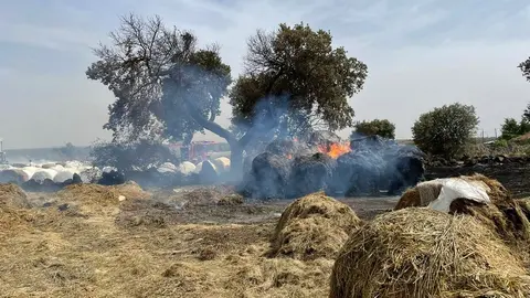 Alpacas ardiendo en Piñuel