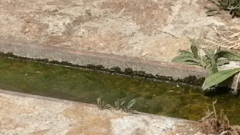 Fuente de los compadres