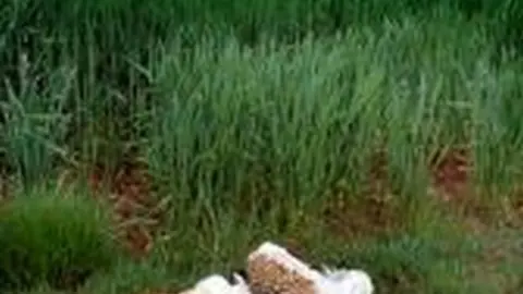 Avutarda muerta por colisión con un tendido eléctrico. Foto Carlos Palacín