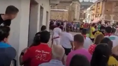 festejo del Torito del Alba de Benavente pacma