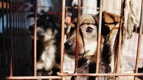 Perros enjaulados