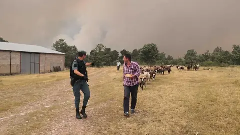 Los ganaderos tratan de salvar las cabezas de ganado del incendio en Sierra de la Culebra. Fotografía: GC