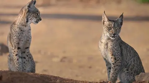 Lince Ibérico