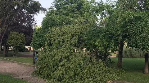 Rama caída en pleno parque de León Felipe