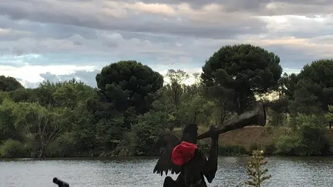 Desfile de peñas (43)