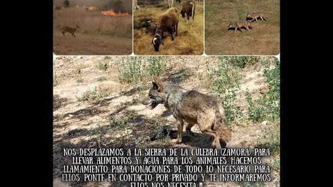 Ayuda Sierra de la Culebra