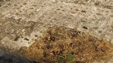 Restos de heces de perros cerca de Santo Tomé