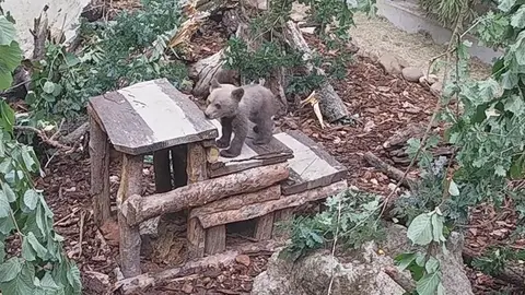 Osezno herido rescatado en León. Fotografía: Naturaleza Junta CyL