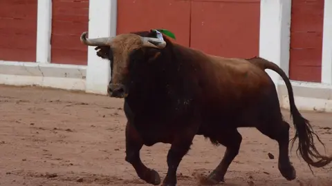toros