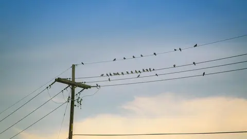 Aves tendidos eléctricos