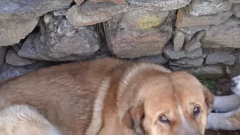 Perro perdido