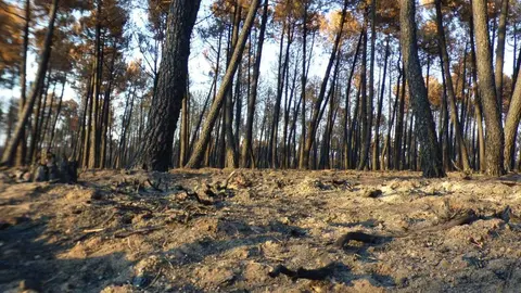 Sierra de la Culebra, arrasada por los incendios