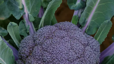 Primer brócoli morado