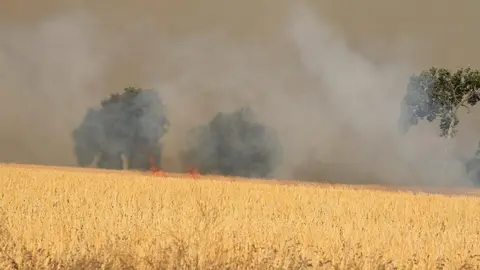 Incendio Almaraz de Duero_17