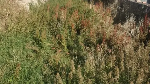 Maleza en Bermillo de Alba