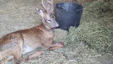 Corzo rescatado del incendio de Losacio